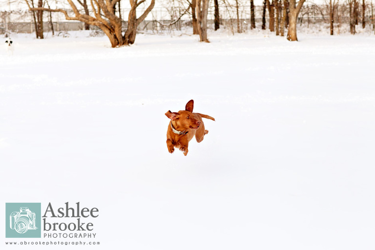 Dog playing in Overland Park snow