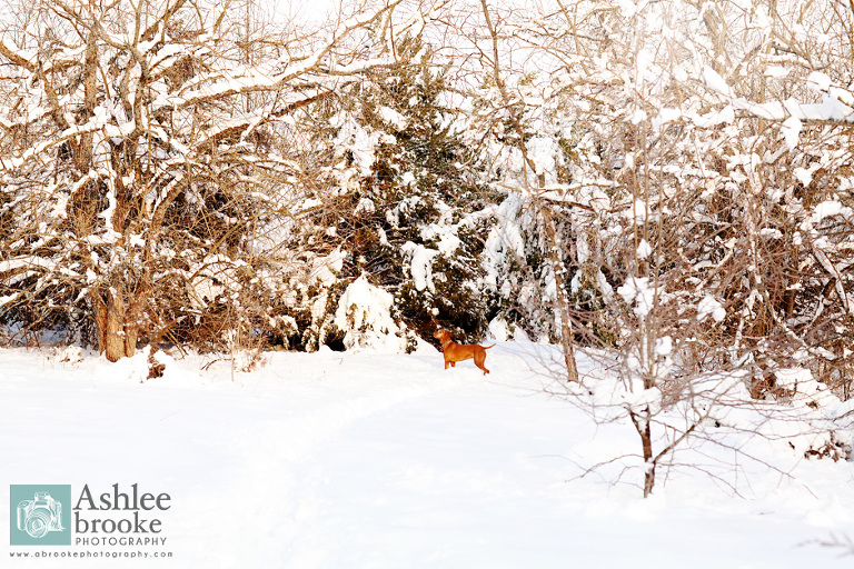 Vizsla hunting in snow